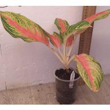 Аглаонема Розовая Панама / Aglaonema Pink Panama A-94