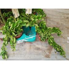 Hoya Carnosa 'compacta' 12 см горшок 1100р