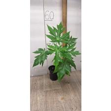 papaya sp hybrid (M) pot orange