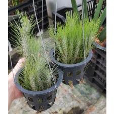 tillandsia sp 2 корзинка