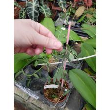Dischidia sp.4 ' Silver leaf ' 392 