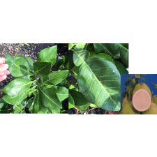 Цитрус максима (без семян), Тайвань / Citrus maxima (seedless) Taiwan.