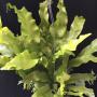 Polypodium musifolium x Microsorum 'Mermaidtail'.