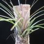 T. tricolor 267