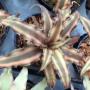 Cryptanthus bivittatus (brown leaf)