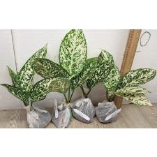 Аглаонема Всемирное Наследие / Aglaonema world heritage A-111