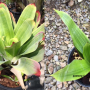 Hohenbergia castellanosii variegated(S).