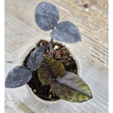 zamioculcas black sp pot s 450p
