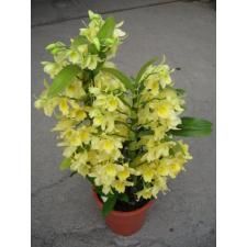 Дендробиум Йеллоу Сонг ‘Кэнди’ / Den. Yellow Song 'Candy '