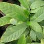 Tabernaemontana (T05) Golden variegated