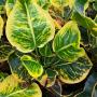 Codiaeum Koompakan.