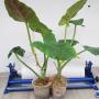 Philodendron cruentum