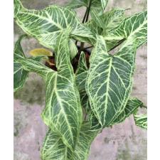 Syngonium Golden veination pot