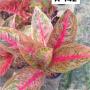 Aglaonema  Viduri -red A-142