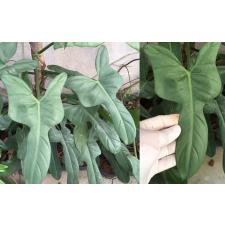 Philodendron Hammer Head S стакан 350р