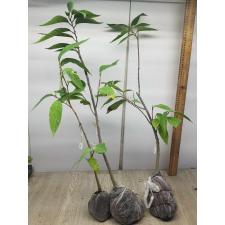 Rollinia deliciosa (seedling) 292