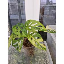 Monstera Obliqua yellow variegated 2