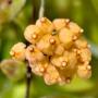 Hoya pubera Yellow      213