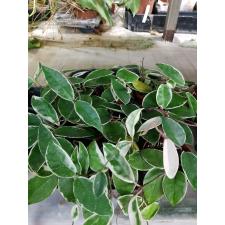 Hoya albomarginata White edge(белый край) pot 10