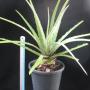 Hechtia sp. (T03) Mexico (large size) (Bromeliad) 75