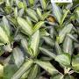 Aglaonema  Banana- Long leaves A-78
