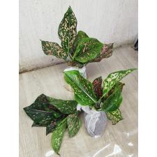 Aglaonema rub gold galaxy A-91