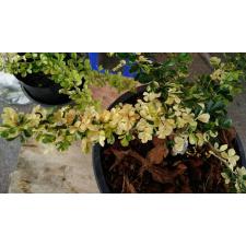 Феронелла лусида Карликовая (Желтая варегатность) / Feroniella lucida Dwarf (yellow variegated)