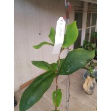 Hoya sp Mitrata