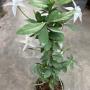 Randia formosa