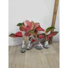 Aglaonema Chang Dang - Pink A-25