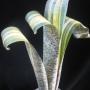 Quesnelia ' Rafael Oliveira ' = (marmorata variegated) (L) (Bromeliad) 245