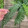Asplenium sp.(T03) Southern Thailand