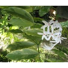 Иксора вид T04 альбомаргината (длинный лист) / Ixora sp.(T04) albomarginata (long leaf)