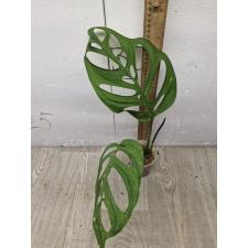 Monstera -  esqueleto 