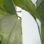 Spathiphyllum (T01) = Spilt Milk (Log in: Spathiphyllum sp.)