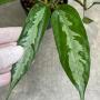 Elatostemma sp.(T04) (long leaf with silver splash)