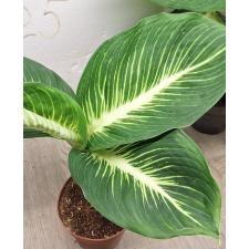 Dieffenbachia Sterling (Compact form)