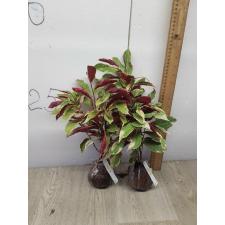 Exoecaria cochinchinensis variegated 93