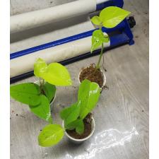 Epipremnum Golden Pothos