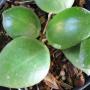 Hoya pallilimba (big leaf)              534