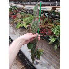 Hoya caudata (select clone)(#49) 310