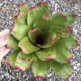 Neoregelia Bibitoy (Bromeliad)