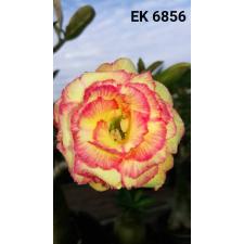 Adenium EK 6856