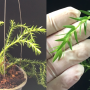 Huperzia phlegmaria (mutation).