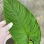 Schismatoglottis calyptrata (southern Thailand)