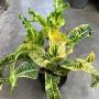 Codiaeum Uttaradit