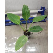 philodendron green congo sp pot