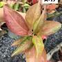 Aglaonema  Amor  A-17