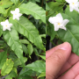 Tabernaemontana corymbosa 'Mae La Noi'.