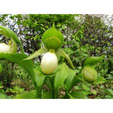 Циприпедиум фасциолатум жёлтый / Cypripedium Fasciolatum yellow